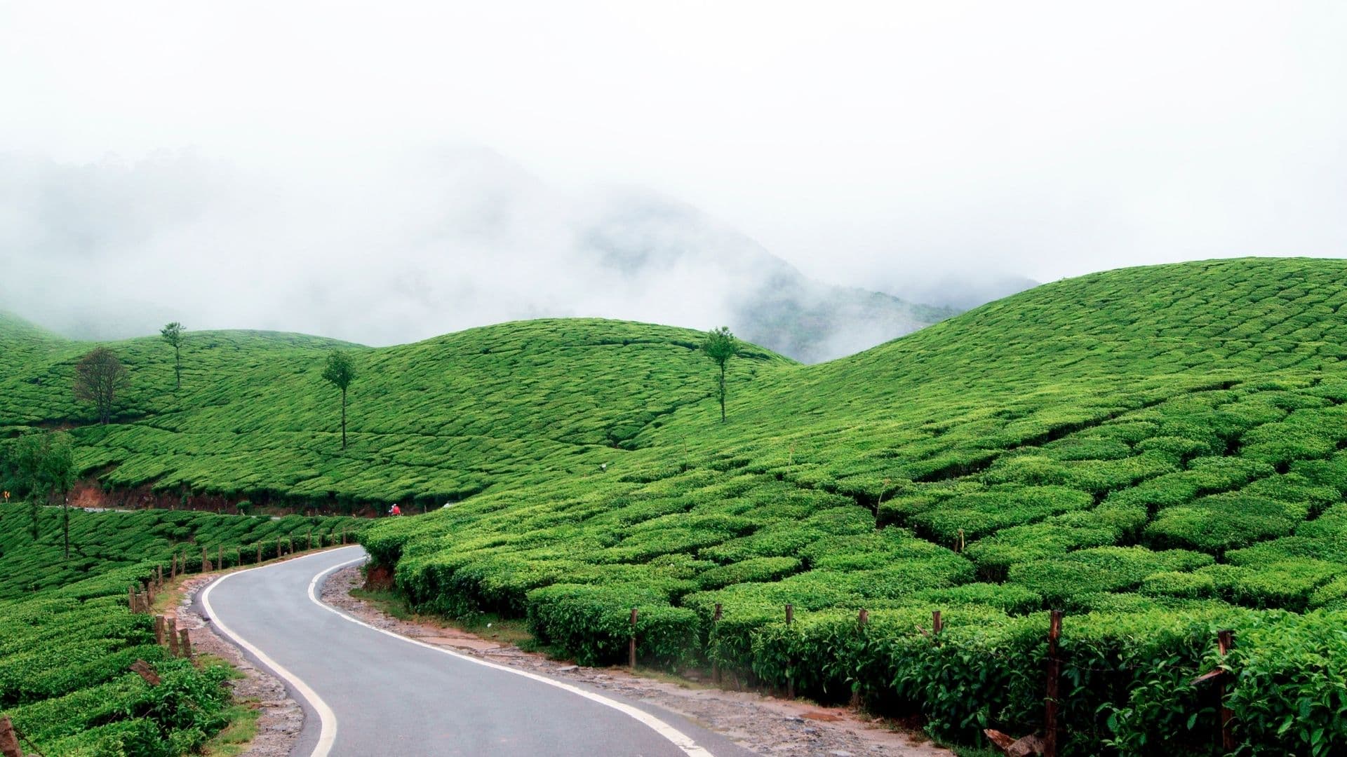 Munnar Gap Road View Point Tea Plantation in Munnar Gap Road View Point, Munnar, Kerala