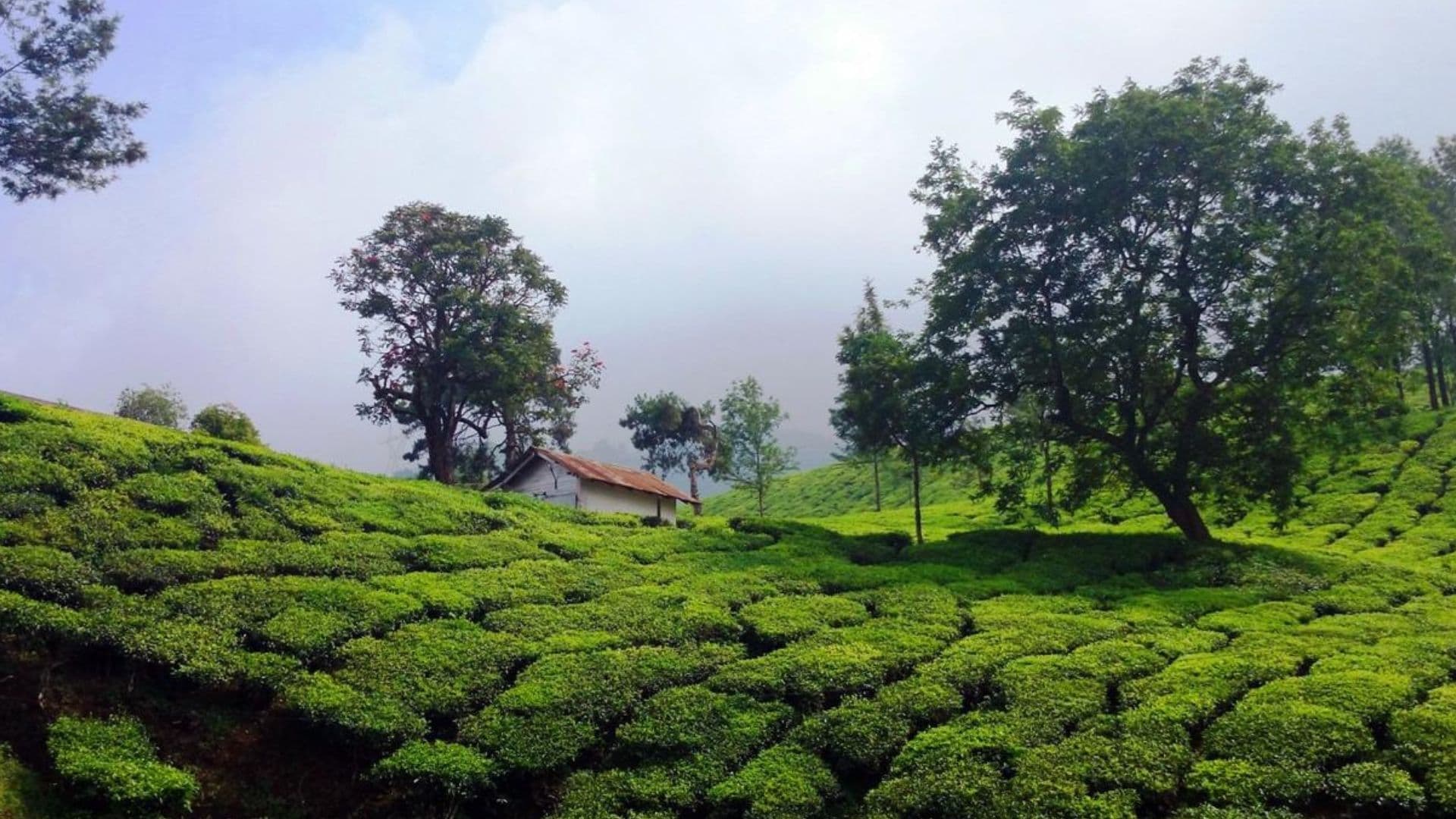 Munnar Rose Garden Images Munnar Kerala in Munnar Rose Garden Images, Munnar, Kerala
