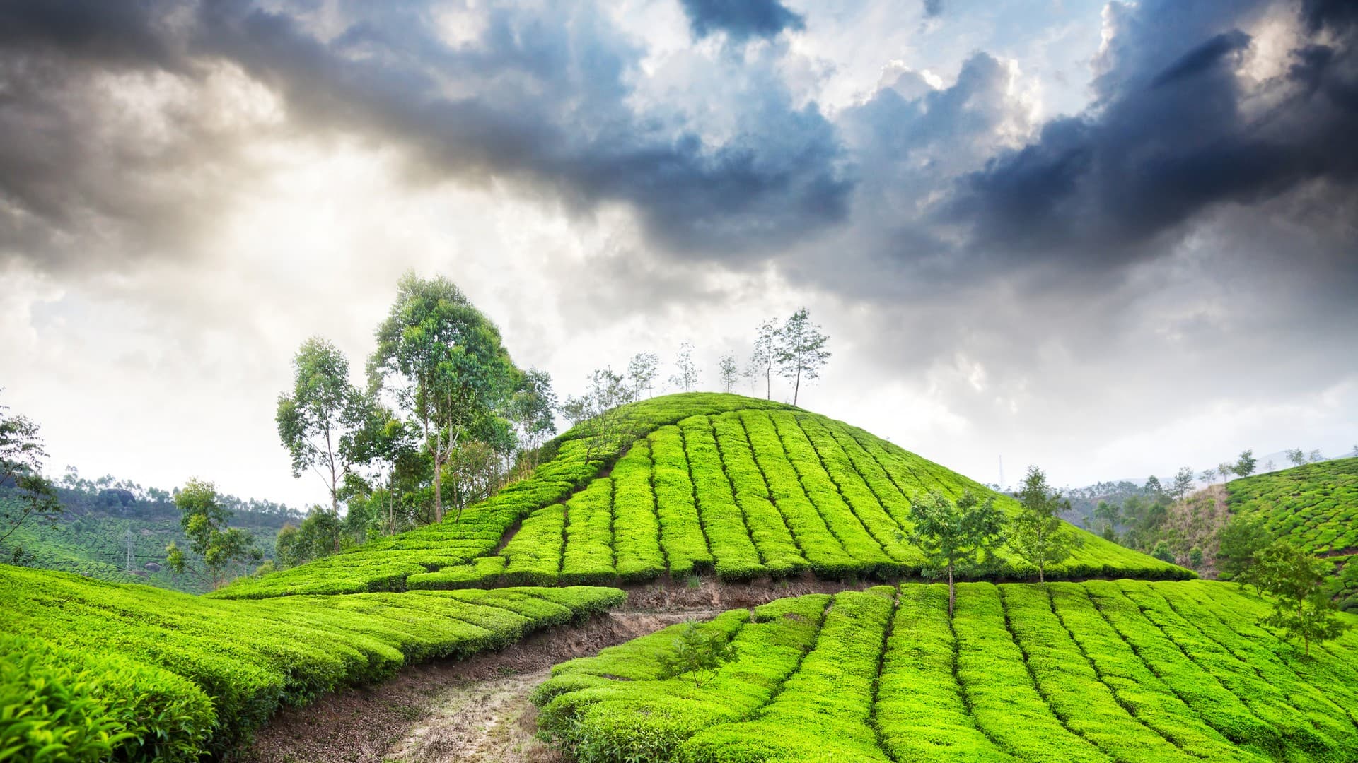 Munnar Tea Plantations Covered in Mist in Munnar Tourist Places Photos, Munnar, Kerala