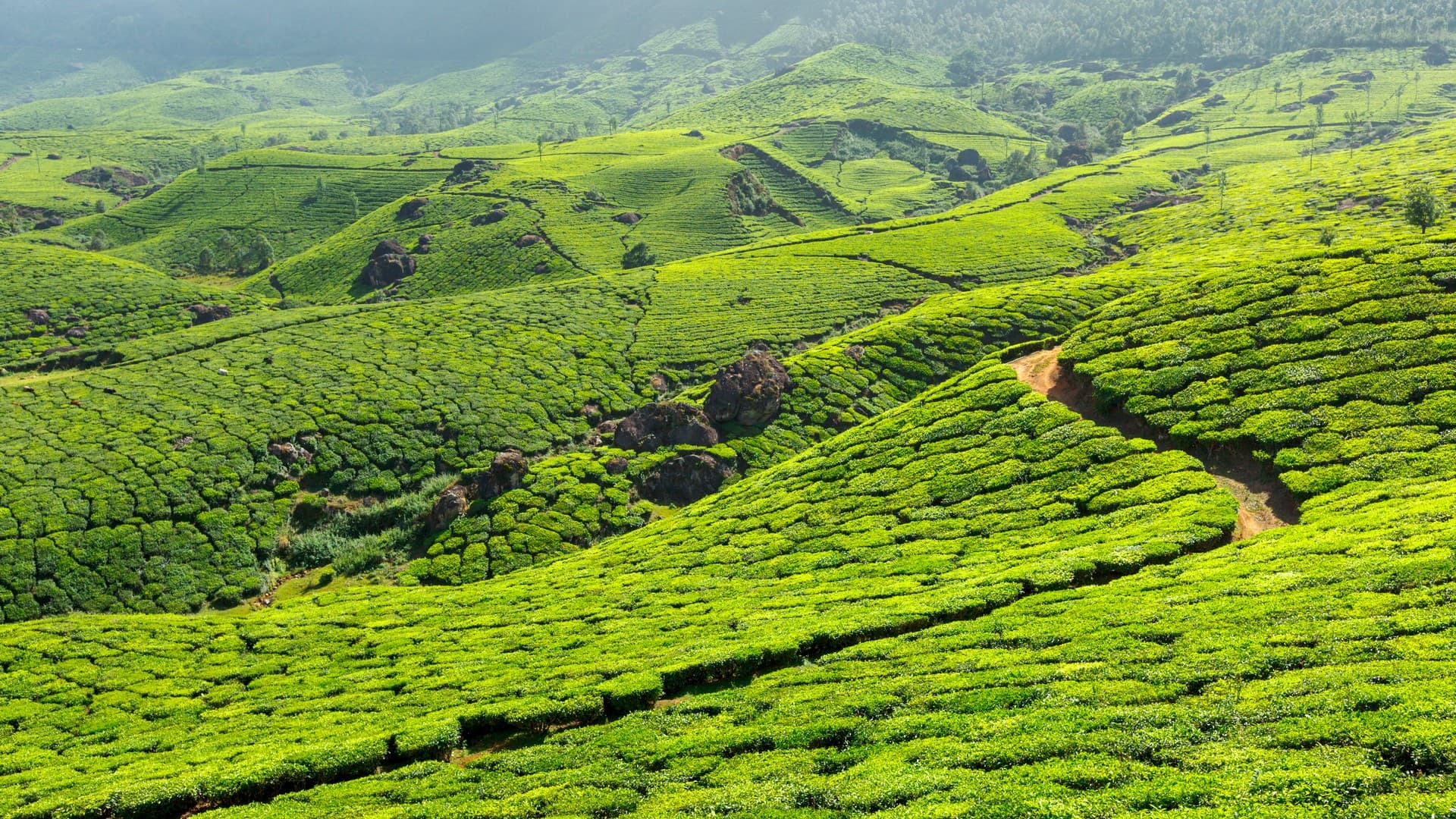 Munnar Tea Garden Mountains and Hills in Munnar Tourist Places Photos, Munnar, Kerala