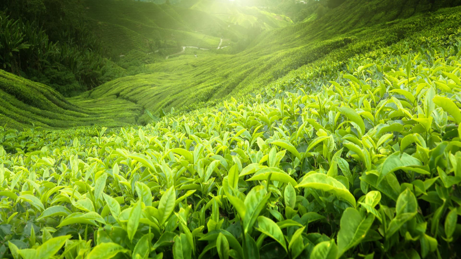 Munnar Tea Plants in Munnar Tourist Places Photos, Munnar, Kerala