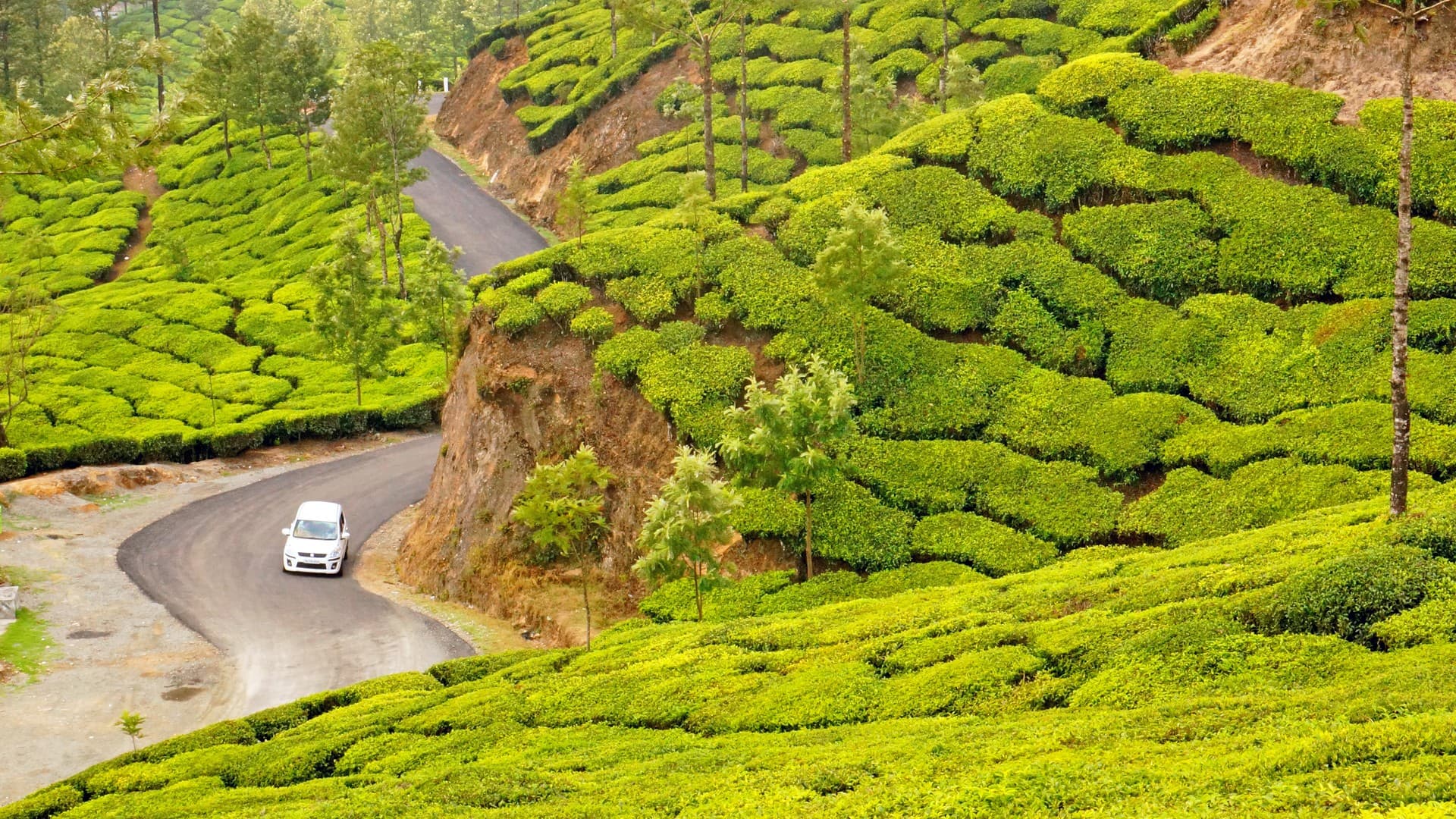 A road through Munnar Tea Plantations in Munnar Tourist Places Photos, Munnar, Kerala