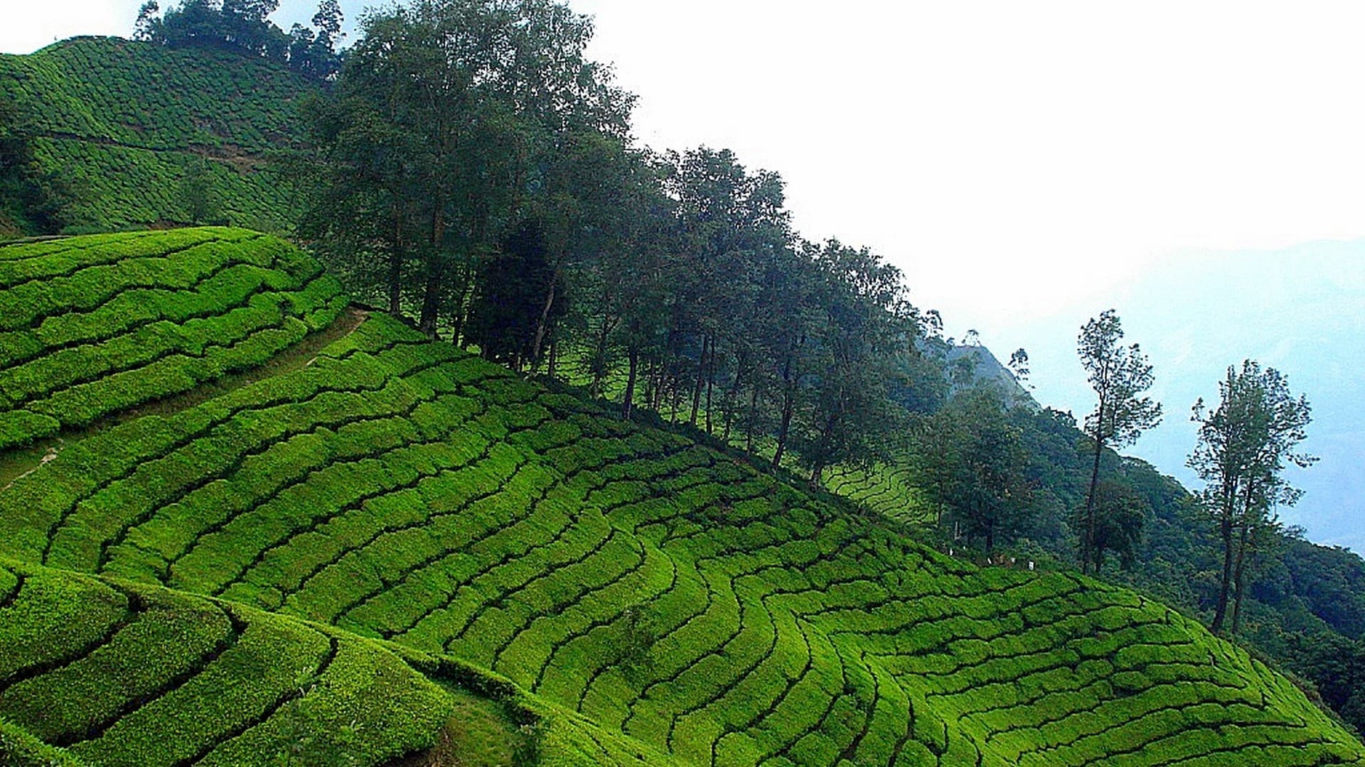 Munnar Tea Plantations in Munnar Tourist Places Photos, Munnar, Kerala