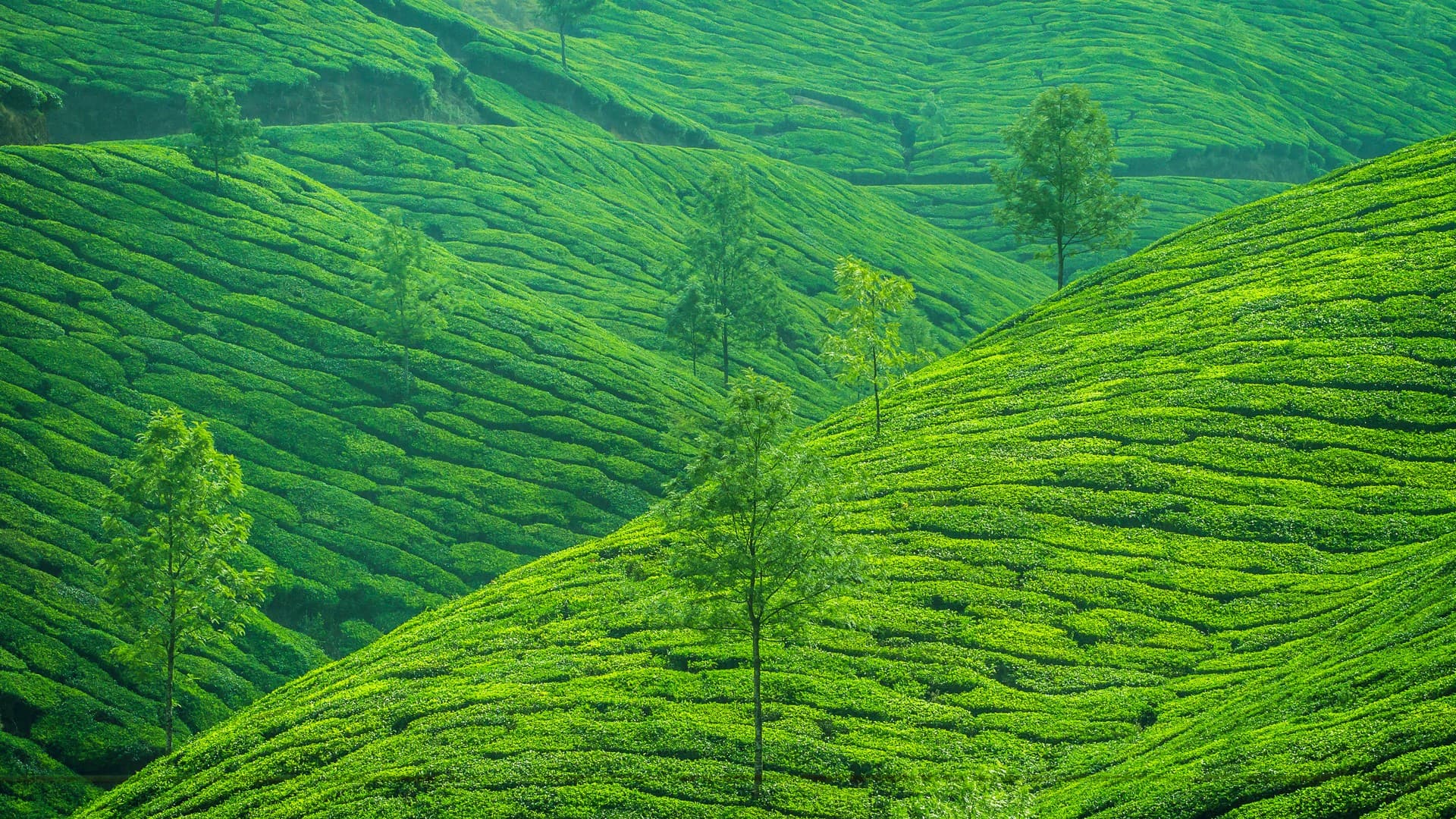 Munnar Tea Garden Mountains in Munnar Tourist Places Photos, Munnar, Kerala
