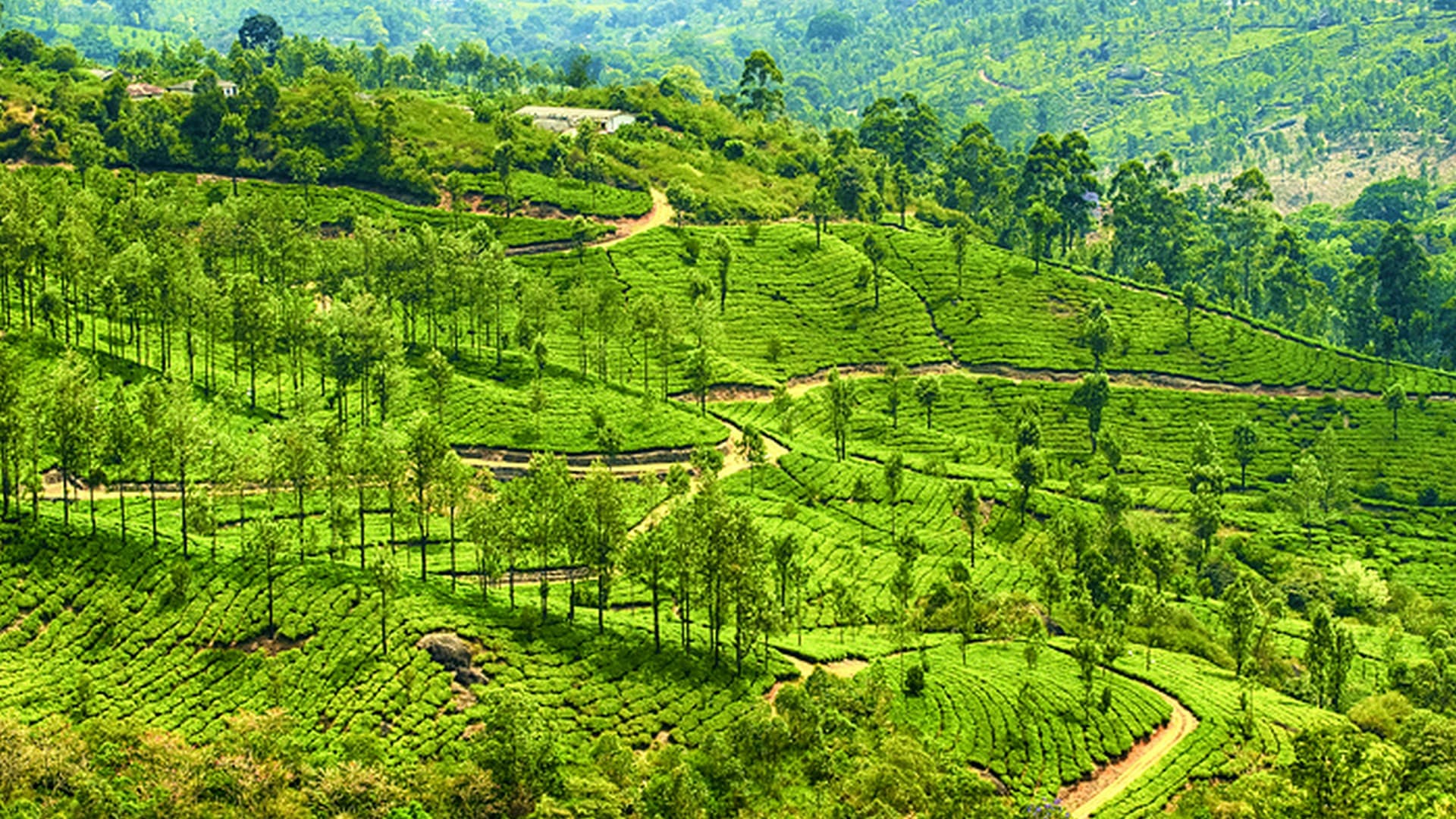 Munnar Tea Green in Munnar Tourist Places Photos, Munnar, Kerala