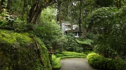 Tall Trees Resort Munnar - Image 7
