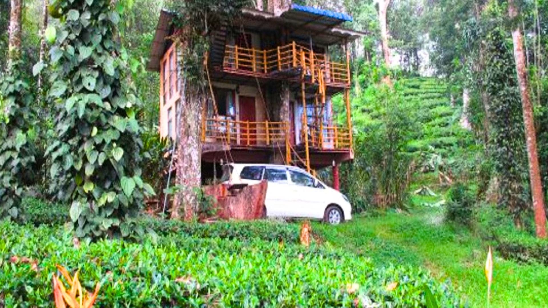 Jungle Jive Tree House
