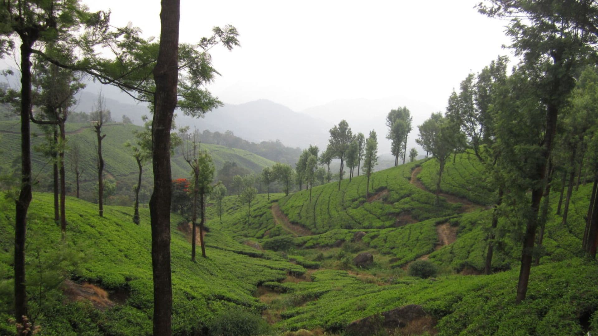 Marayoor Sandalwood Forests Images Marayoor Sandalwood Forests View in Marayoor Sandalwood Forests Images, Munnar, Kerala