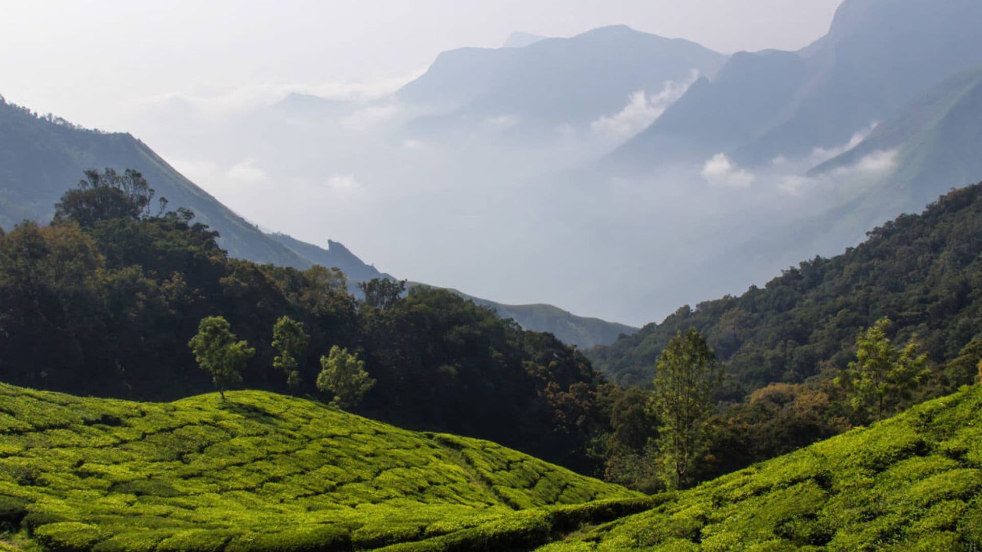 Marayoor Sandalwood Forests Images Munnar Marayoor Sandalwood View Marayoor Sandalwood Forests Images Munnar Marayoor Sandalwood View in Marayoor Sandalwood Forests Images, Munnar, Kerala