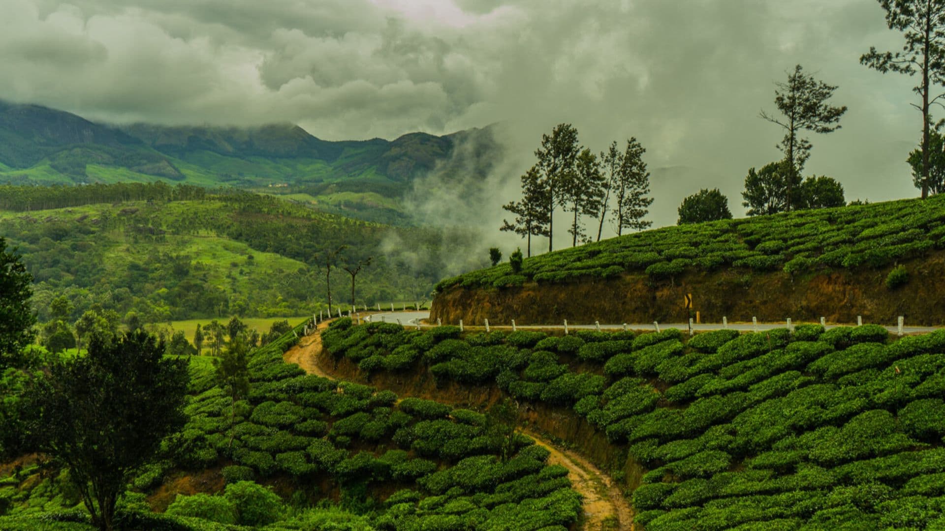 Munnar Kanthalloor Photos Views Munnar Kanthalloor Tea Plantation Munnar Kanthalloor Photos Views Munnar Kanthalloor Tea Plantation in Munnar Kanthalloor Photos & Views, Munnar, Kerala