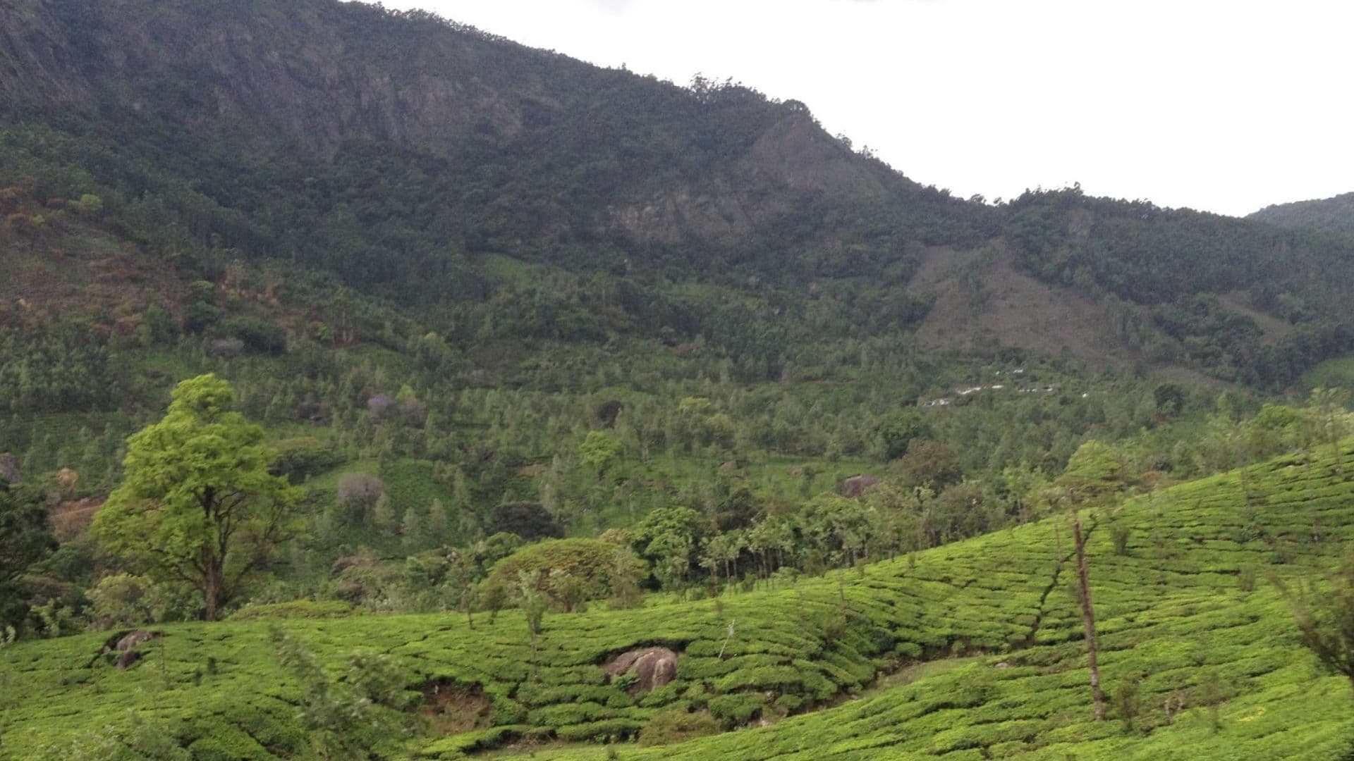 Munnar Kanthalloor Photos Views Munnar Kanthalloor Tea Plantation View in Munnar Kanthalloor Photos & Views, Munnar, Kerala