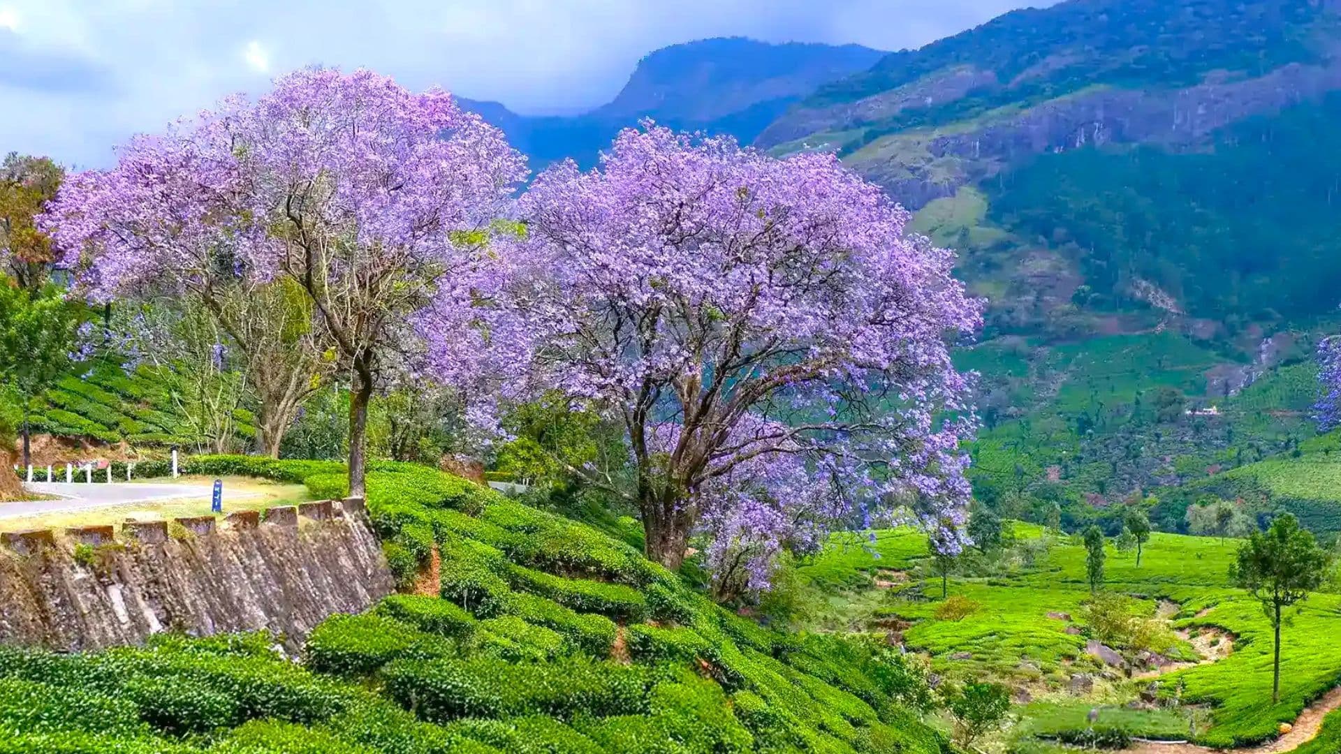 Munnar Rose Garden Images Munnar Blooming View Munnar Rose Garden Images Munnar Blooming View in Munnar Rose Garden Images, Munnar, Kerala
