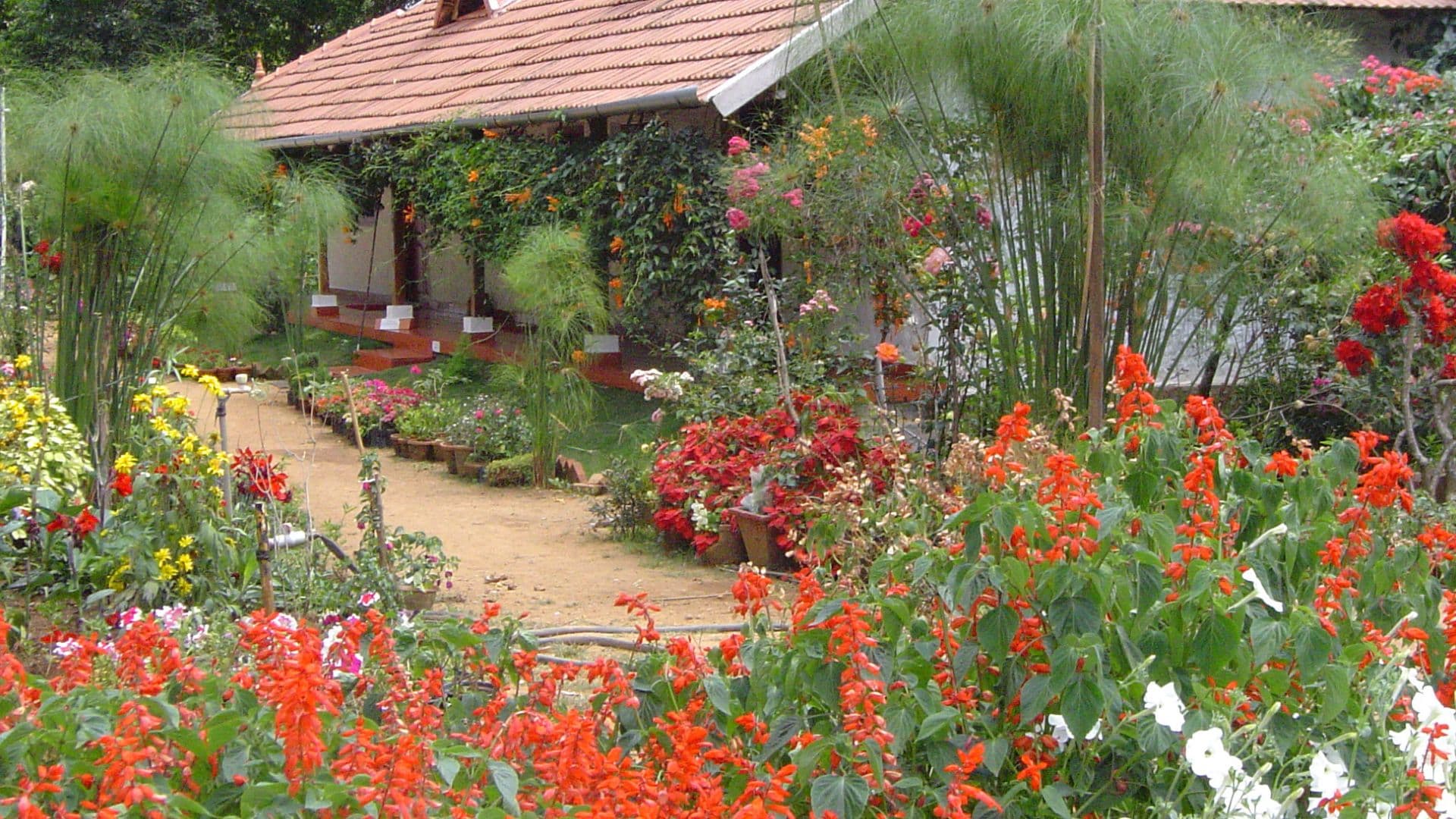 Munnar Rose Garden Images Munnar Flowes Munnar Rose Garden Images Munnar Flowes in Munnar Rose Garden Images, Munnar, Kerala