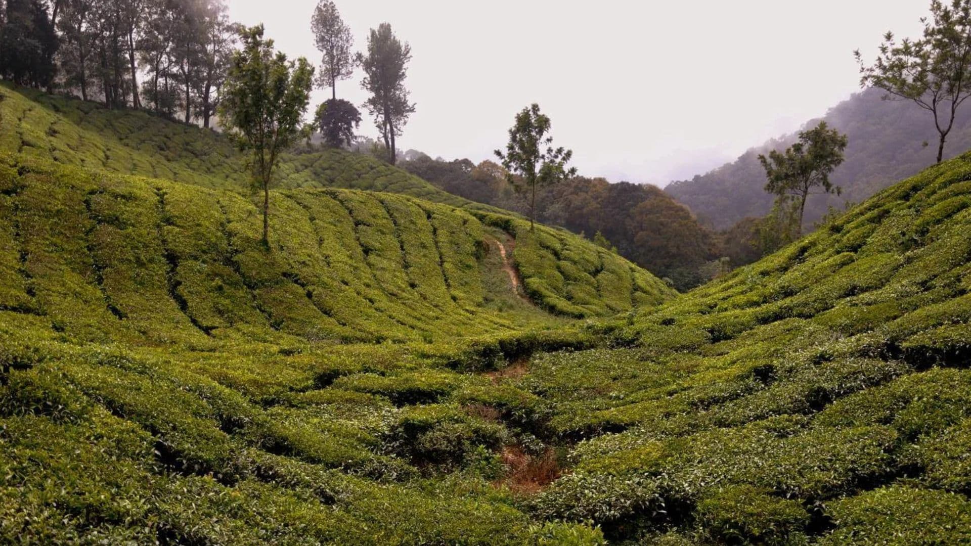 Munnar Top Station Images Tea Valley Munnar Top Station Images Tea Valley in Munnar Top Station images, Munnar, Kerala