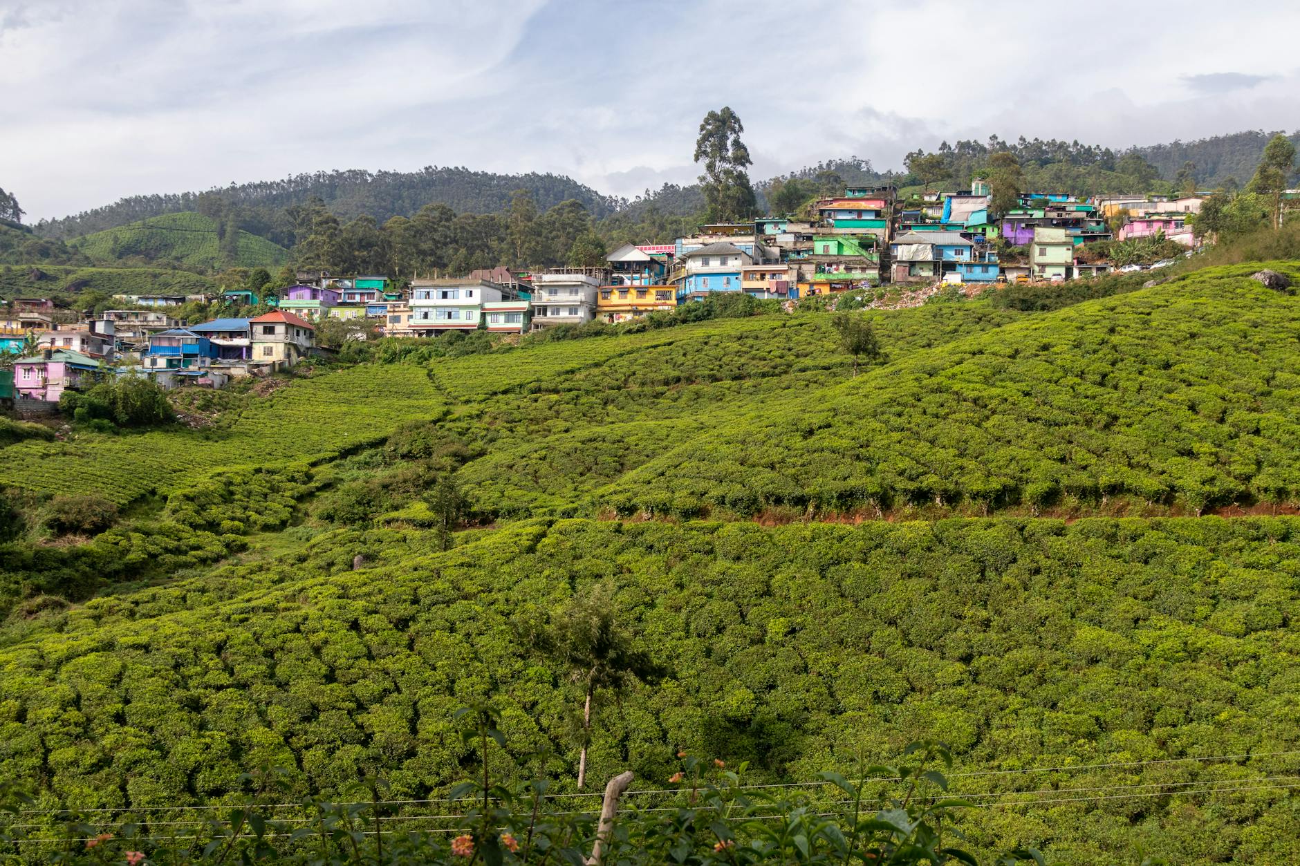 Munnar Family Tour - Image 1