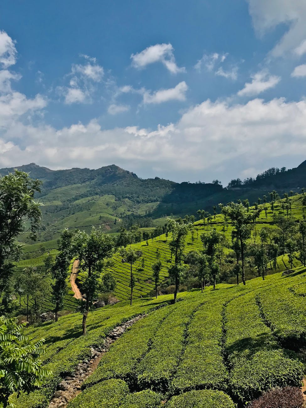 Munnar & Thekkady Combo – Munnar tour package