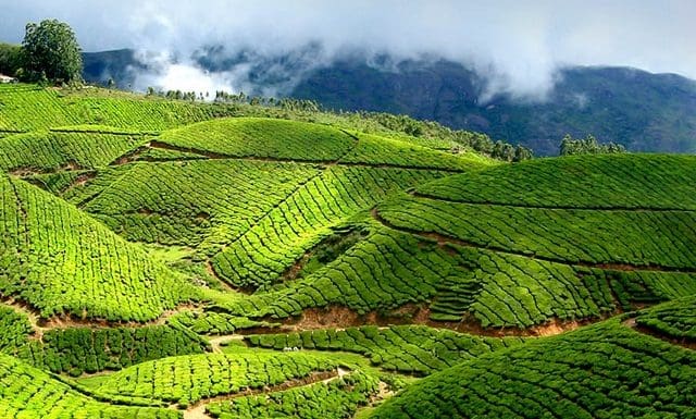 Best Detailed Munnar Travel Guide-First time visitor tips