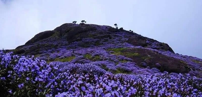 Neelakurinji Flowering Season-When Munnar Blooms Blue