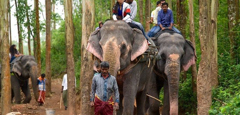 Carmelagiri Elephant Park in Munnar – Best Places to Visit & How to Reach