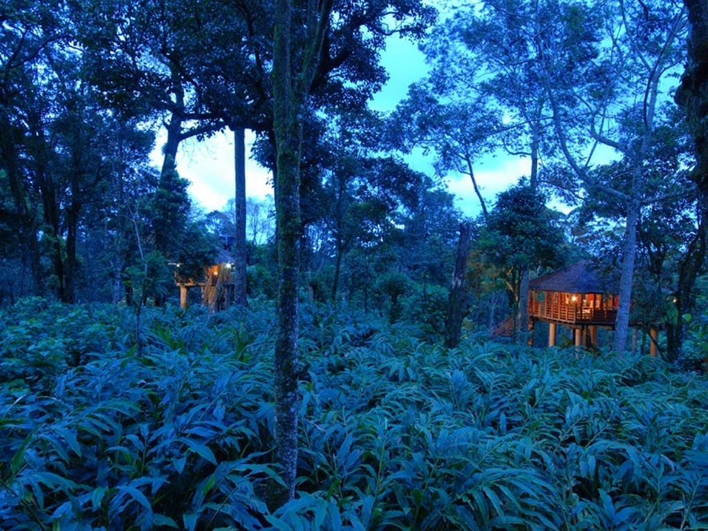 tree-houses-in-munnar