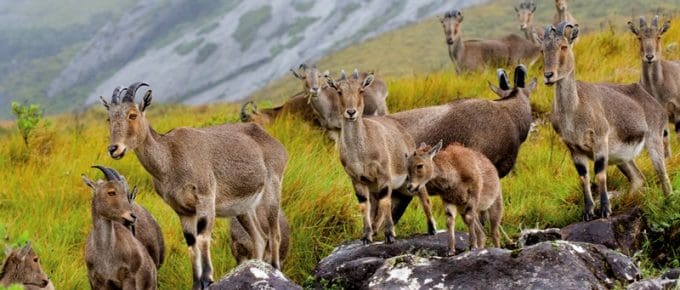 best-things-to-do-in-munnar