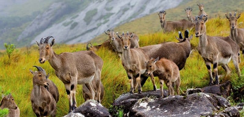 Top 17 best things to do in Munnar