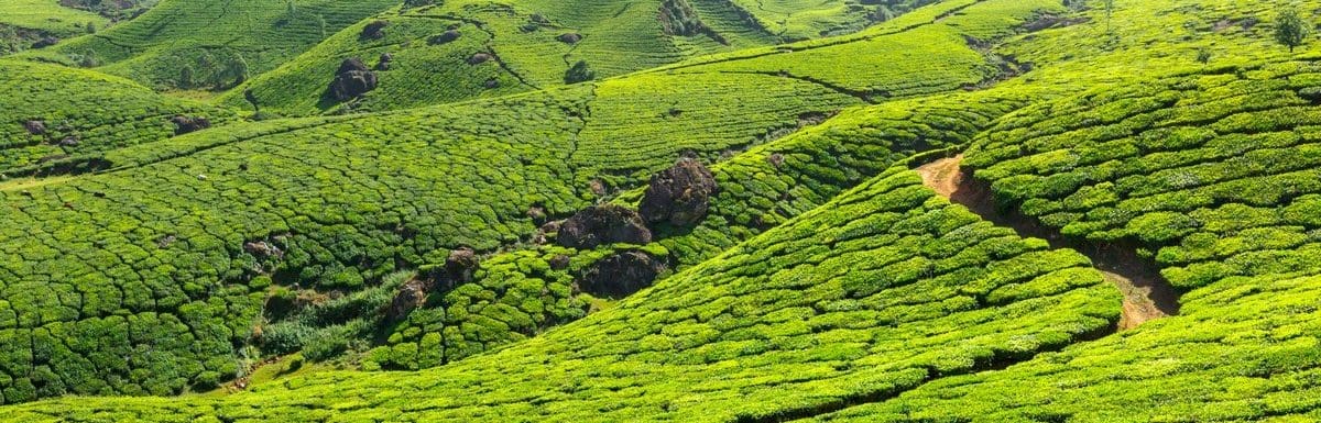 Best time to Visit Munnar (UPDATED for 2026)