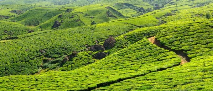 munnar-in-may