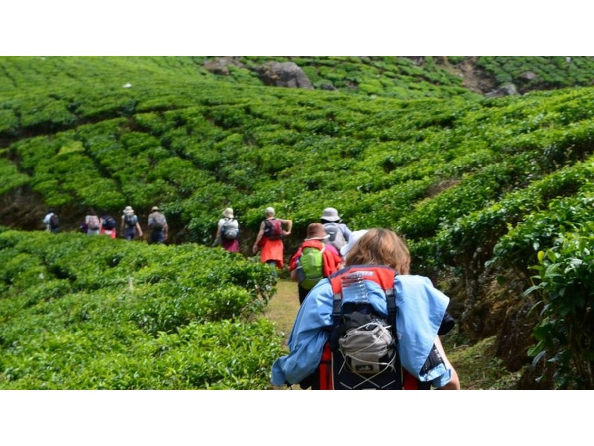 trekking-munnar-in-summer