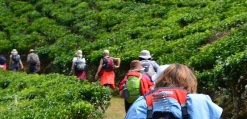 Top 8 Best Treks In Munnar- Camping, Routes and Best Time