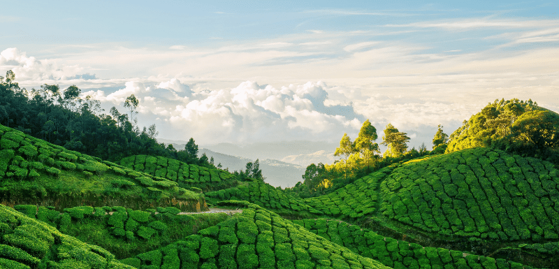 Top 5 Munnar Tea Estates That Are A Must-Visit For All