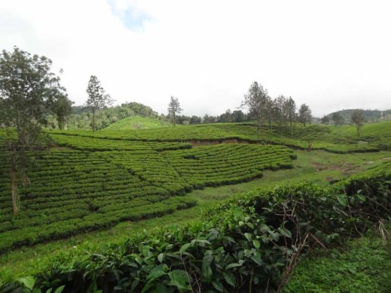 Top 5 Munnar Tea Estates That Are A Must-Visit For All | Munnar Insider ...