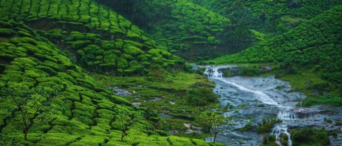 kerala-munnar