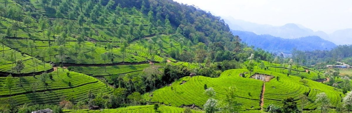 2nd Mile View point in Munnar-Complete Guide
