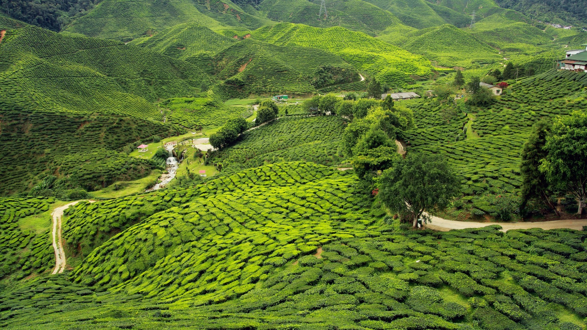 tea plantations landscape