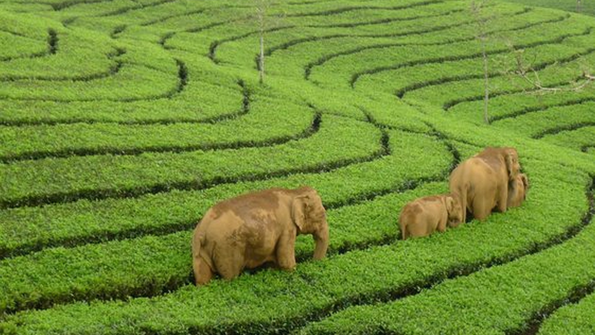 It is common to see elephants coming out in summer in Munnar